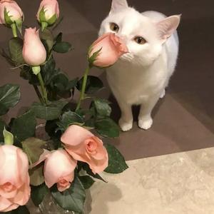 ASS老太奶大泬PicS
